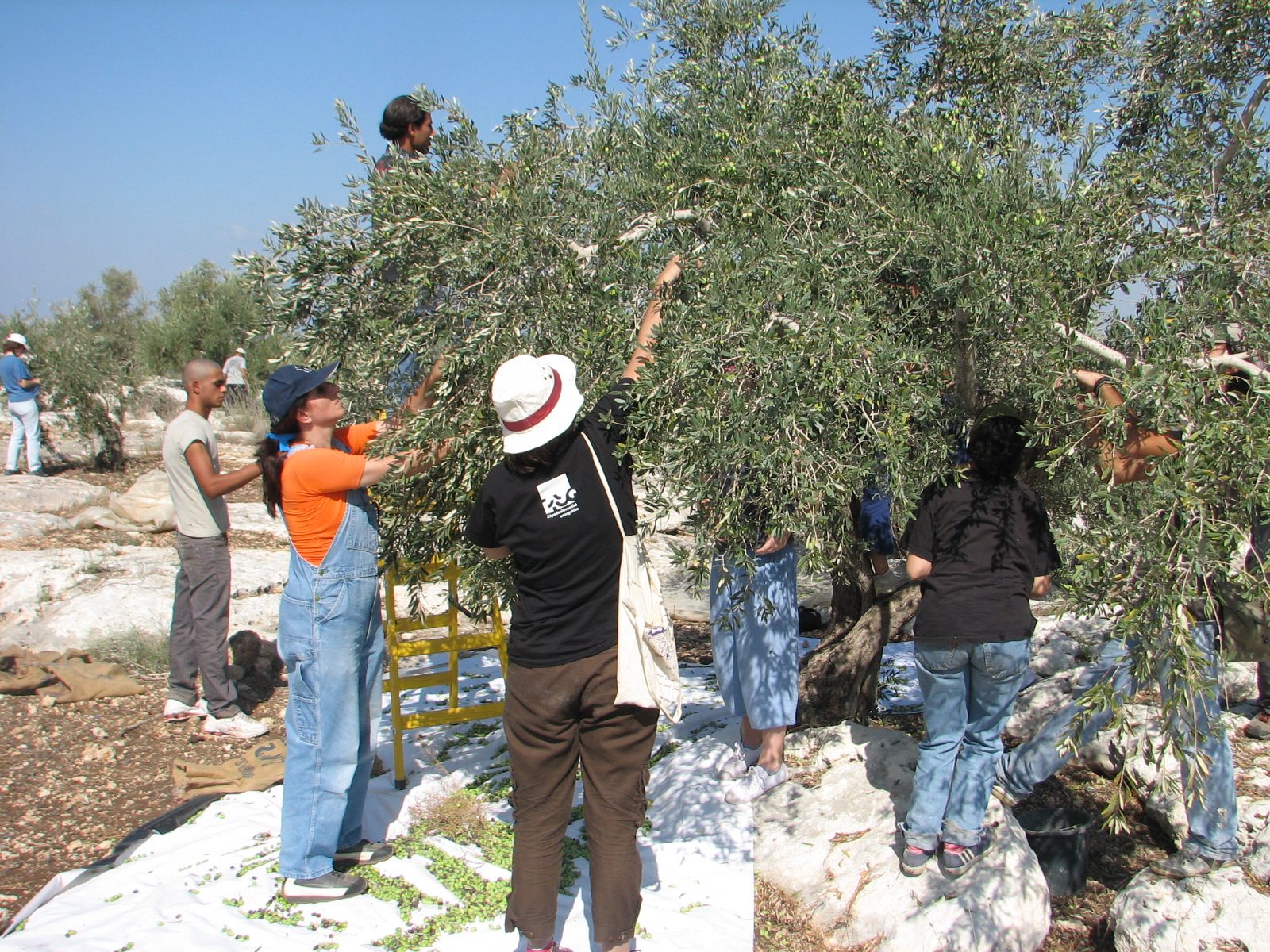 Israeli Police Detain 10 Over Settler Attacks on Journalists and Diplomats in West Bank