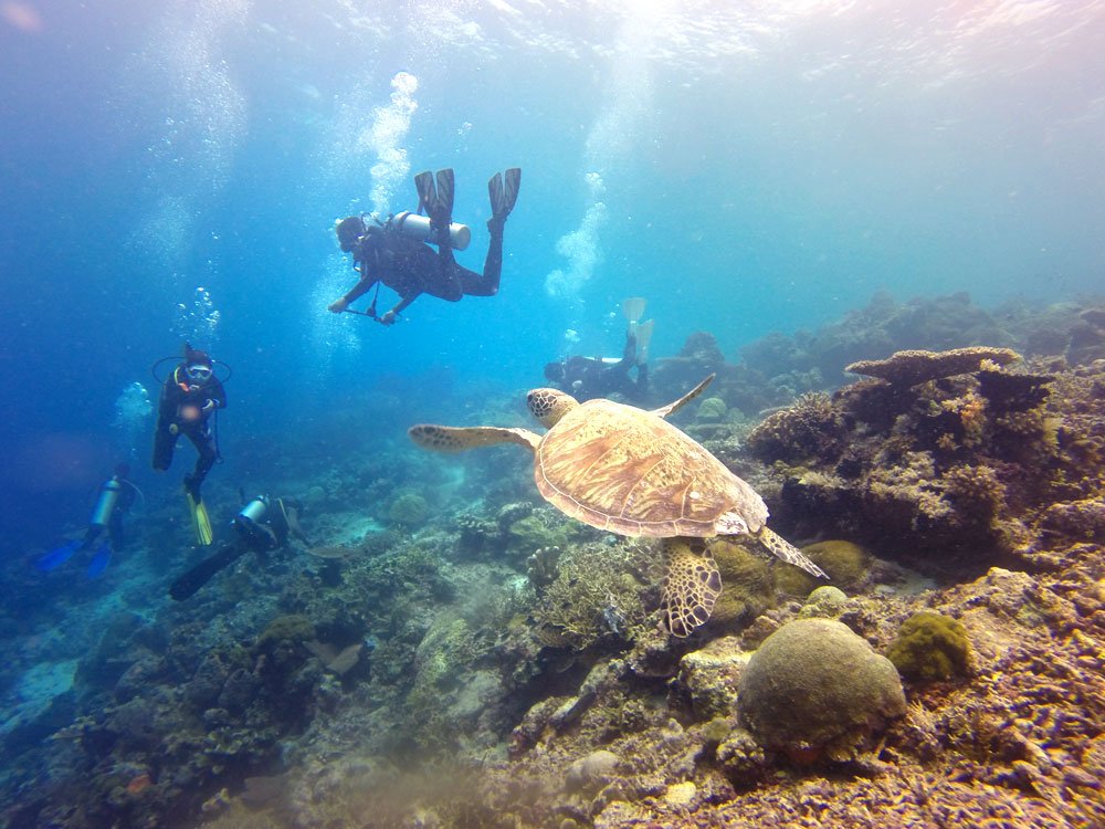 Visitors rush to the Barrier Reef